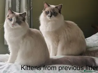 Ragdoll cats GCCF registered purebred Ragdoll kittens - Advert 2