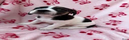 Jack Russell dogs for sale: 2 jack Russell puppies - Advert 10