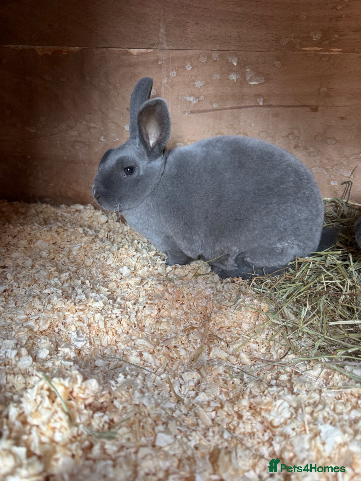 Rex rabbits Stunning Blue Mini Rex female Rabbit  - Advert 1