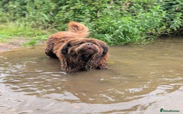 Newfoundland dogs for stud: Brown newfoundland stud  in Alcester - Image 38