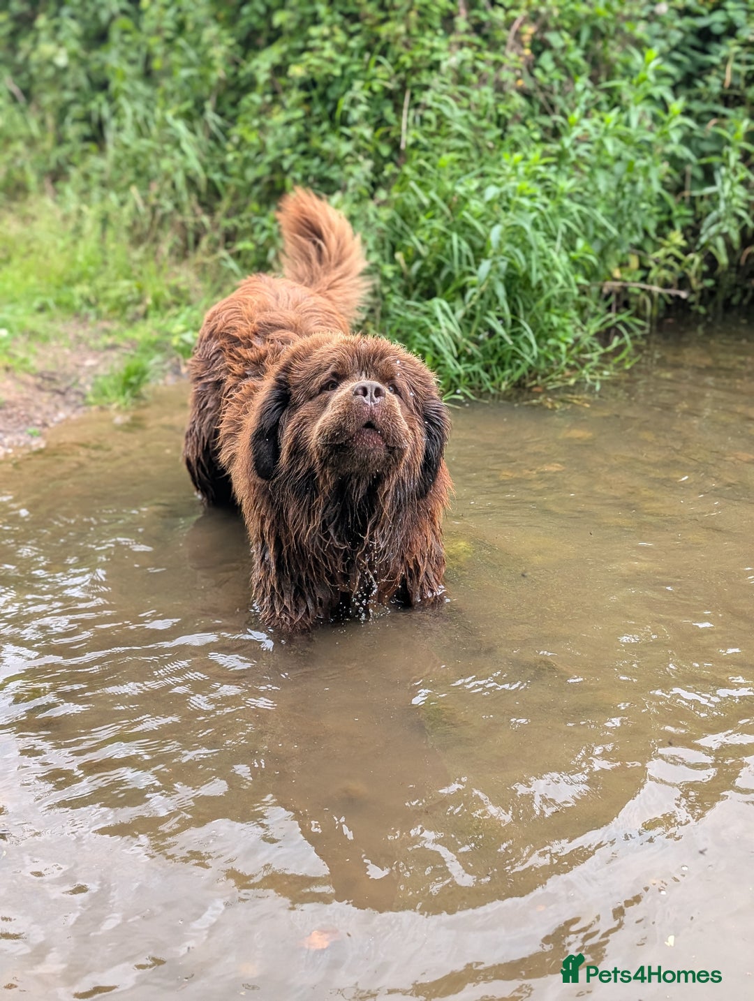 Newfoundland dogs for stud: Brown newfoundland stud  in Alcester - Image 38
