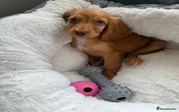 Cockapoo dogs for sale: READY TO LEAVE LAST GIRL Stunning F1B cockapoo’s - Image 1