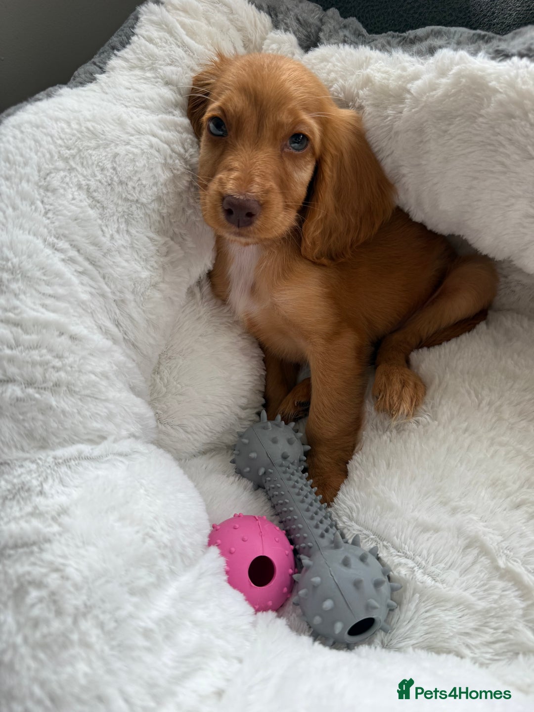 Cockapoo dogs for sale: READY TO LEAVE LAST GIRL Stunning F1B cockapoo’s - Image 1
