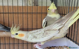 Cockatiels birds for sale: Cockatiels and Kakariki - Image 7