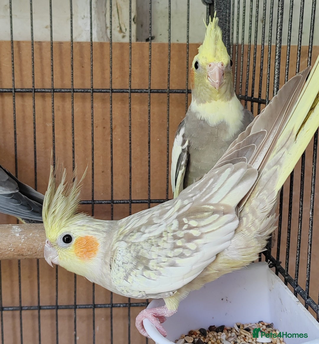 Cockatiels birds for sale: Cockatiels and Kakariki - Image 7