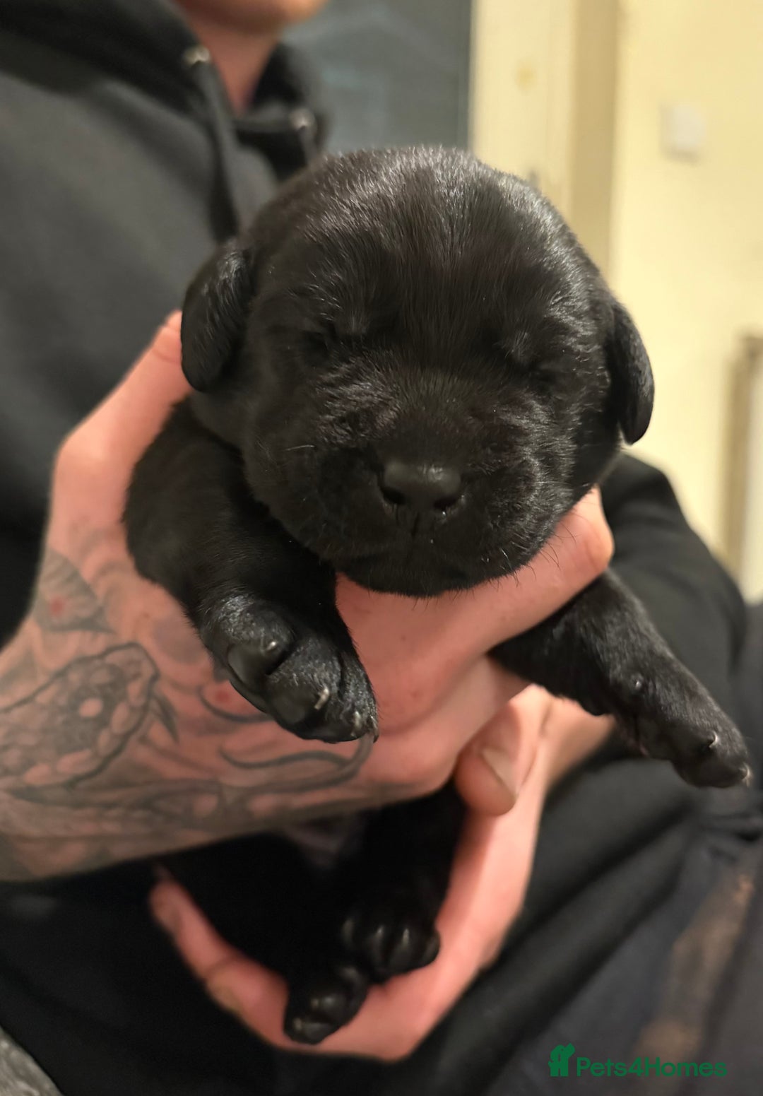 Labrador Retriever dogs for sale: Beautiful KC REG Fully health tested Labradors  - Image 13