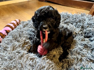 Cockapoo dogs - Advert 4