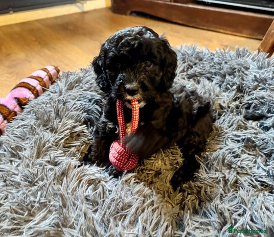 Cockapoo dogs - Advert 3