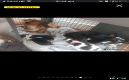 Patterjack dogs for sale: Patterjack for rehoming - Image 5
