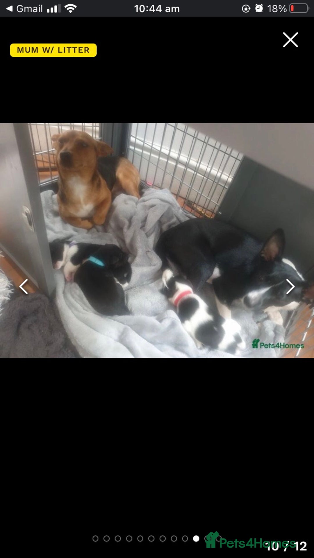 Patterjack dogs for sale: Patterjack for rehoming - Image 5
