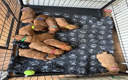 Labradoodle dogs for sale: Stunning deep red F1 labradoodles - Image 14