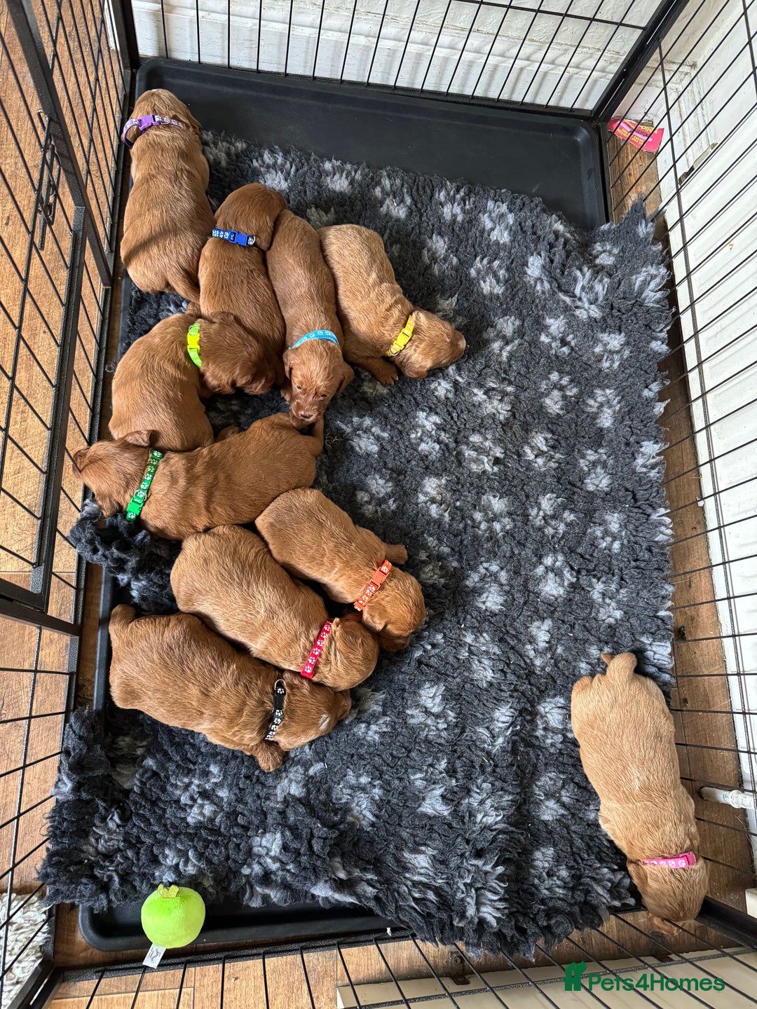 Labradoodle dogs for sale: Stunning deep red F1 labradoodles - Image 14