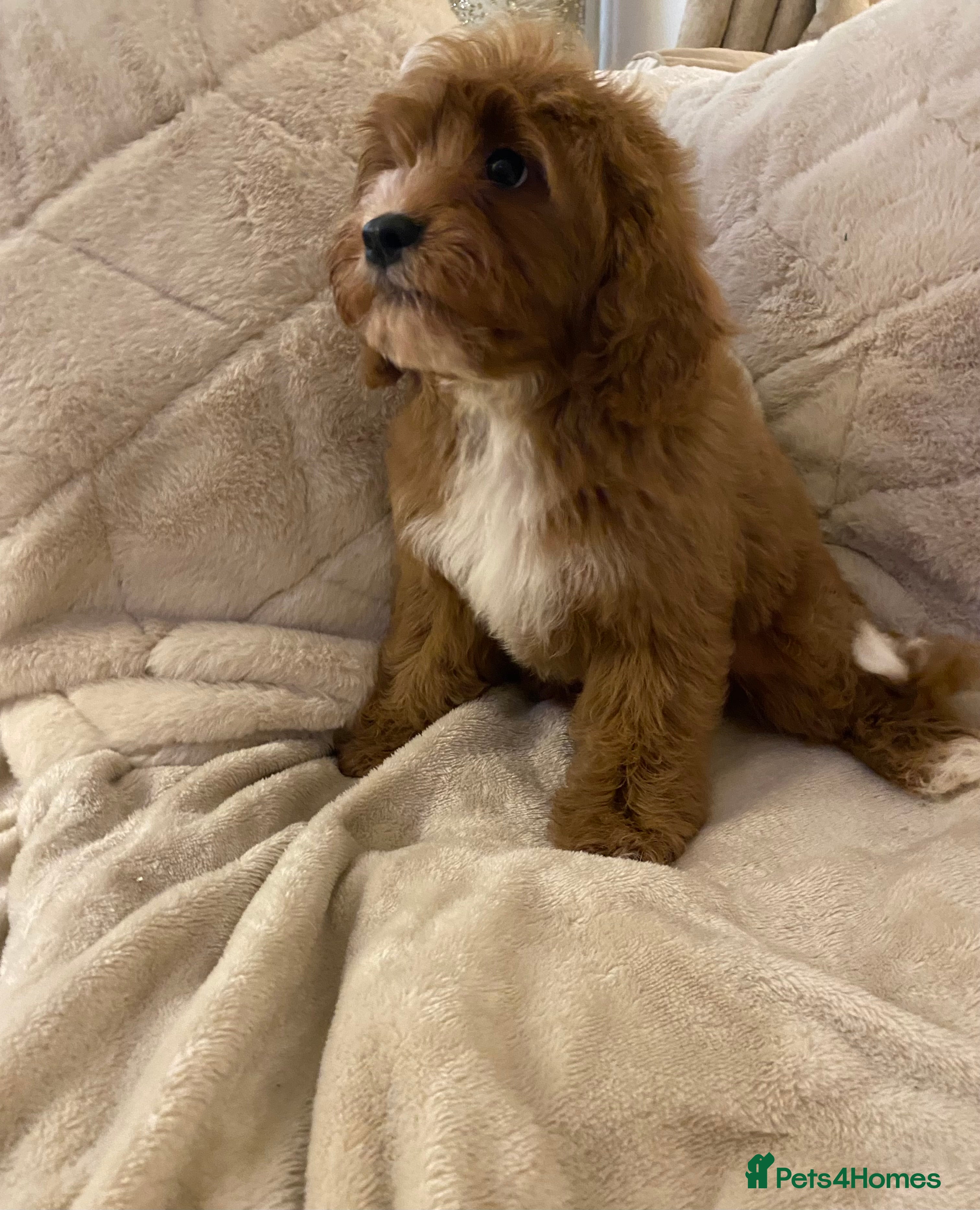 Cavapoo dogs Cute ruby red boys ready to go  - Advert 2