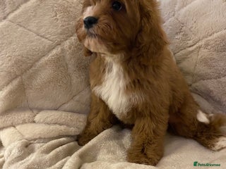 Cavapoo dogs Cute ruby red boys ready to go - Advert 2