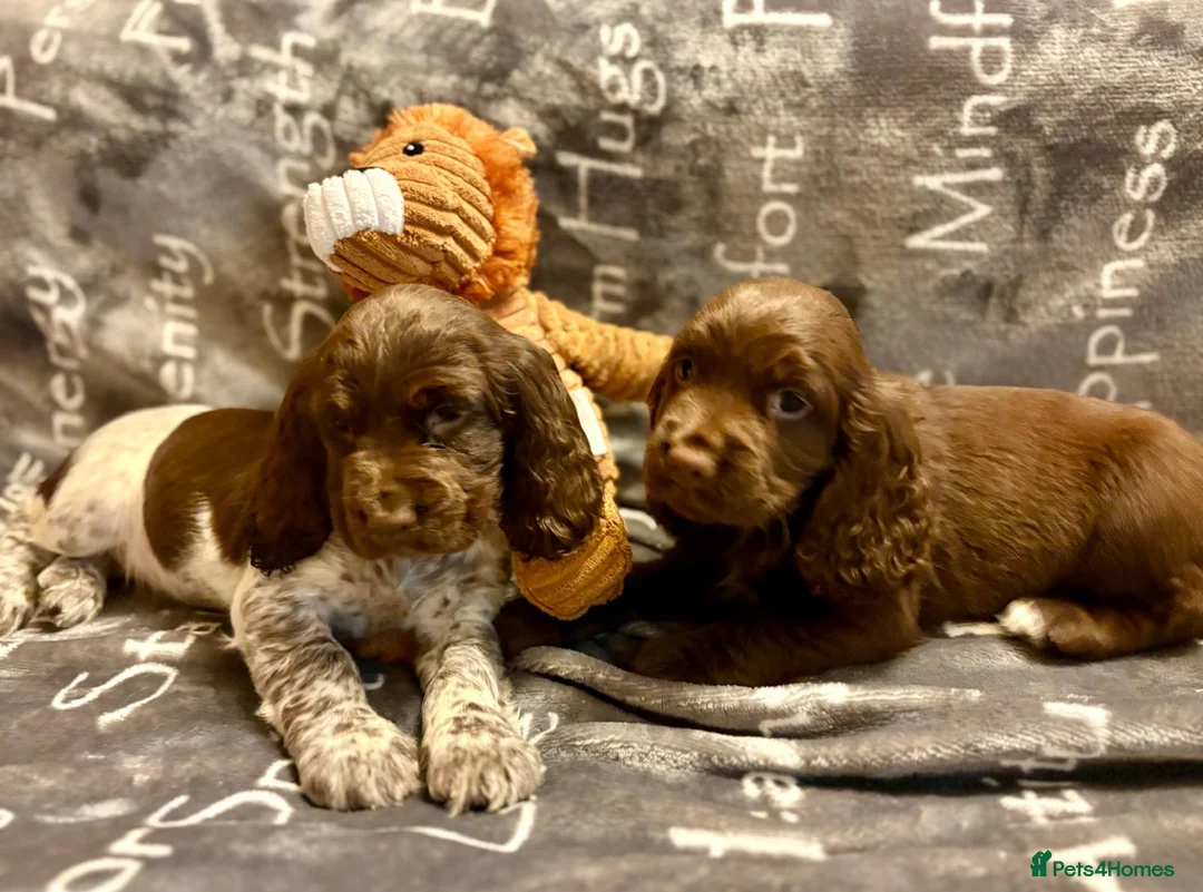 Cocker Spaniel dogs for sale: Cocker spaniels - Advert 5