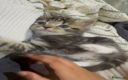 Ragdoll cats for sale: Ragdoll and Russian blue mix - Image 5