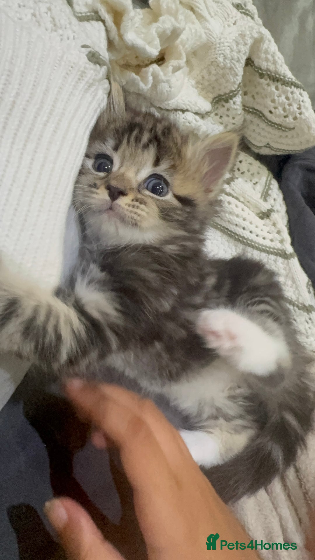 Ragdoll cats for sale: Ragdoll and Russian blue mix - Image 5