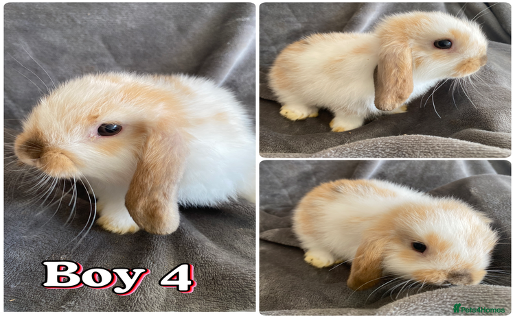 Mini Lop rabbits - Advert 4