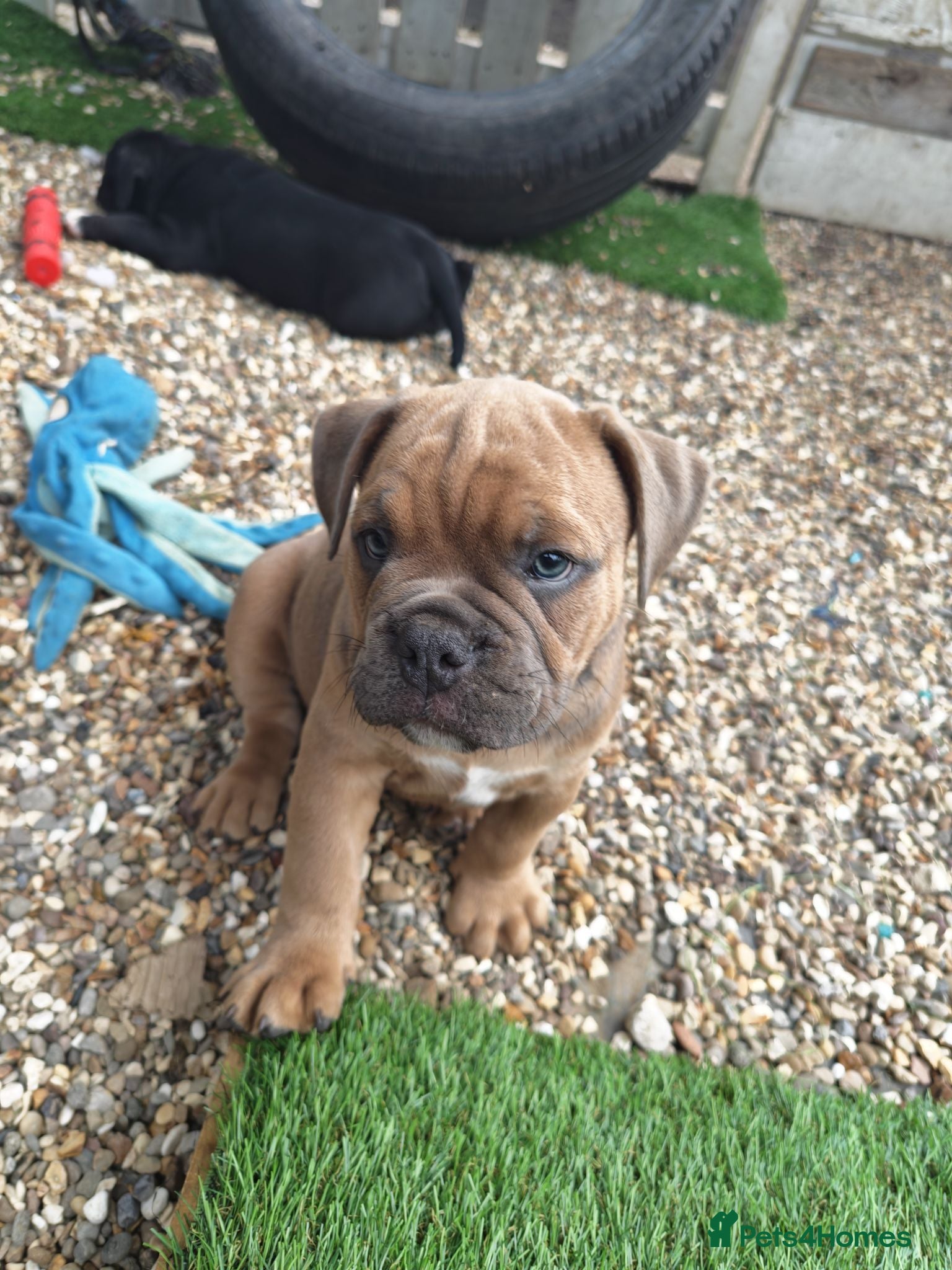 Mixed Breed dogs English bulldog x standard American bully  - Advert 2