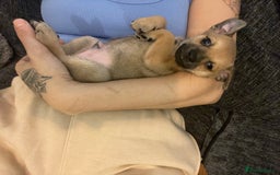 Miniature Pinscher dogs for sale: Miniature pinscher puppys - Advert 1