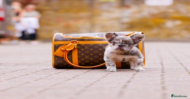 French Bulldog dogs - Advert 9