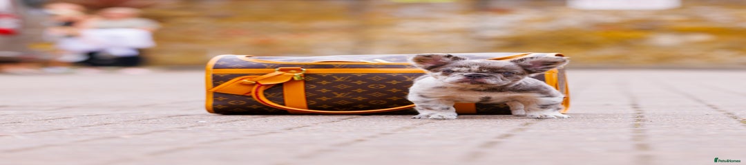 French Bulldog Puppy 2