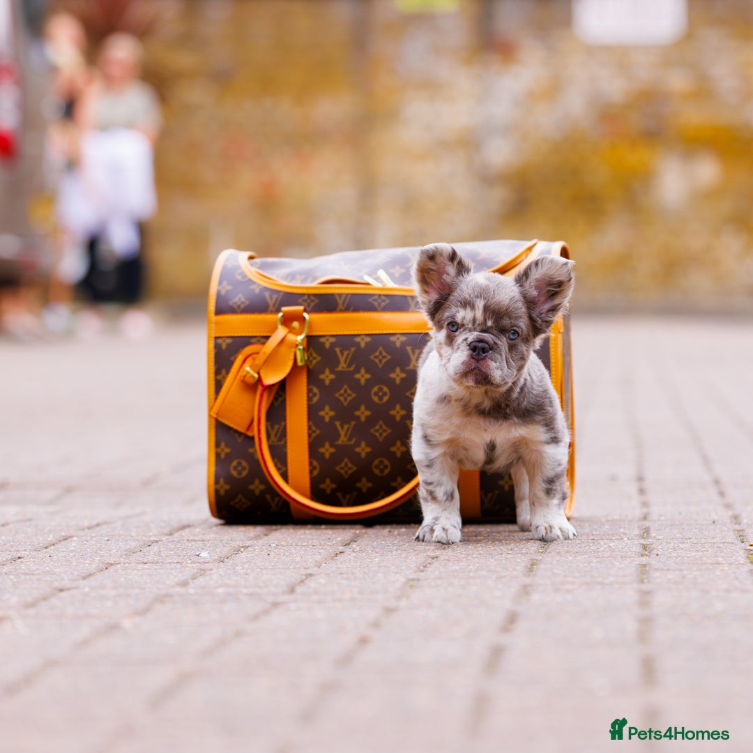 French Bulldog dogs for sale: Top girls ready to leave  - Image 6