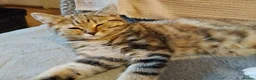 Mixed Breed cats for sale: Tabby and blue tortie girls looking forever home  - Advert 1