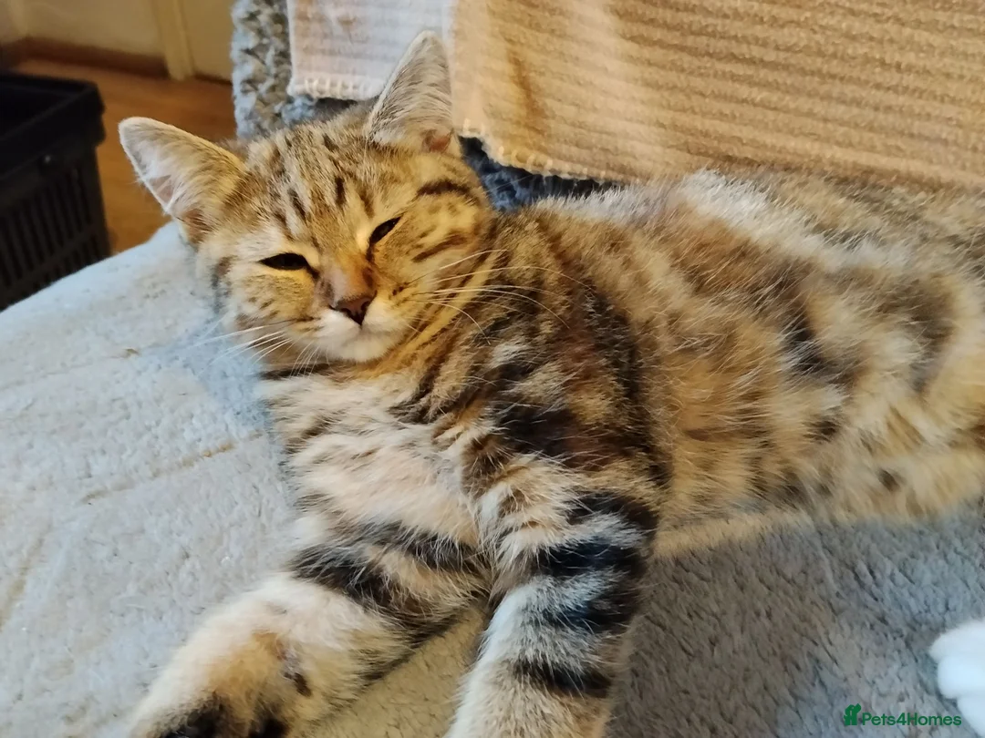 Mixed Breed cats for sale: Tabby and blue tortie girls looking forever home  - Advert 1