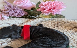 Cockapoo dogs for sale: Toy cockerpoo  - Advert 13