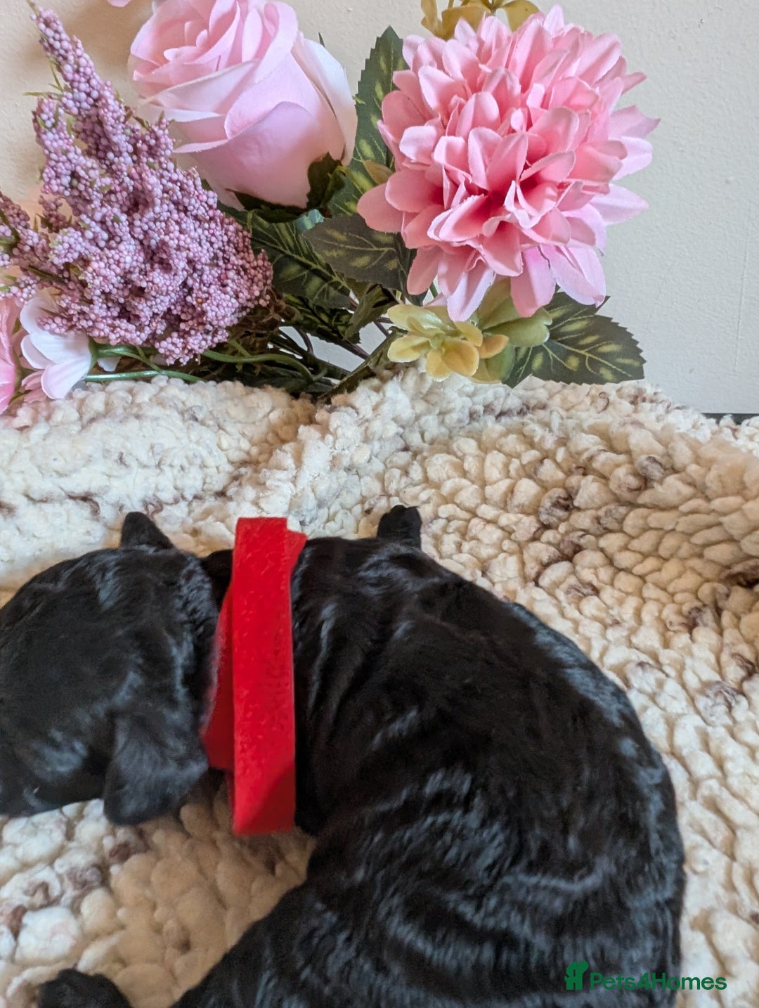 Cockapoo dogs for sale: Toy cockerpoo  - Advert 13