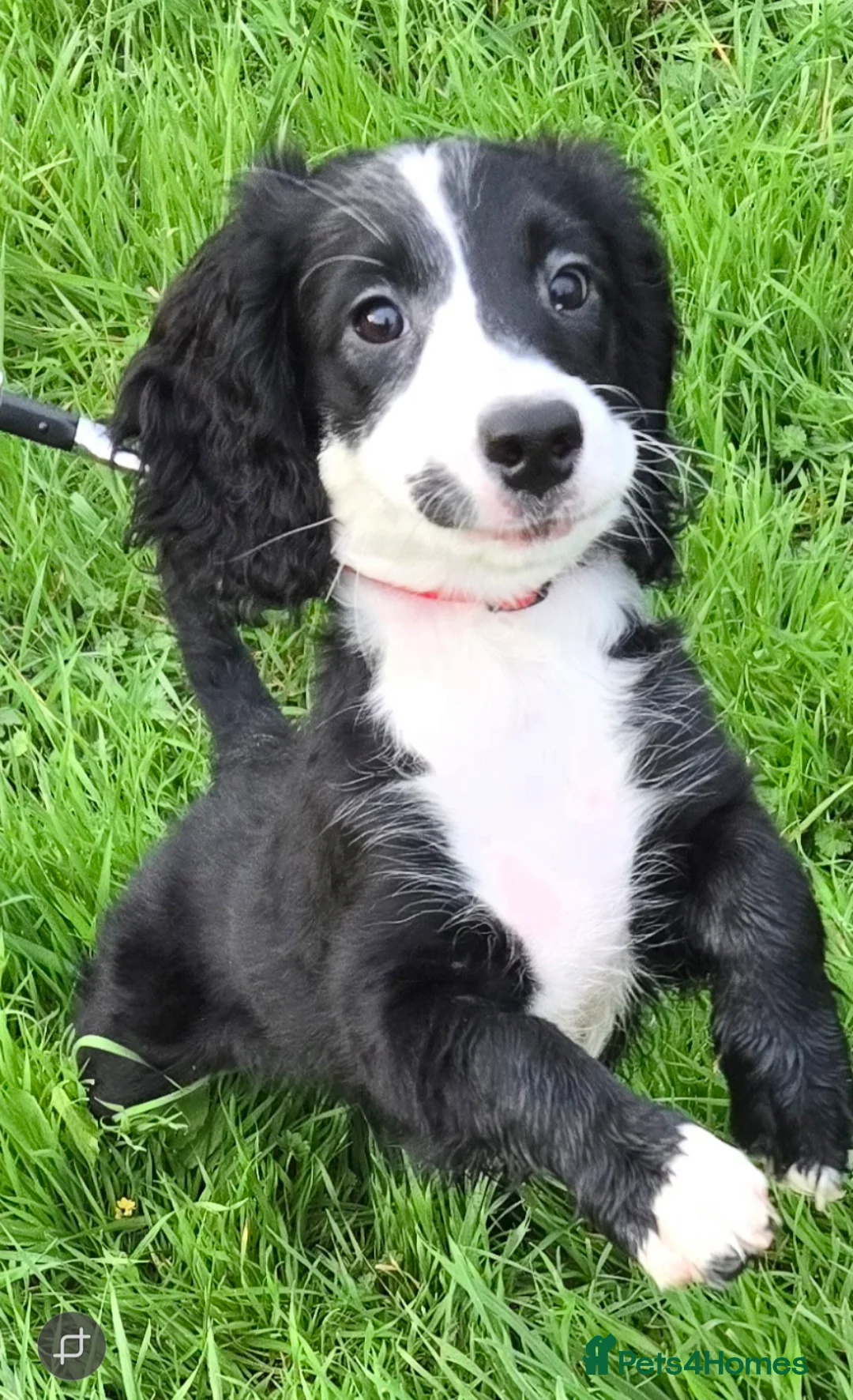 Cockapoo dogs for sale: Rebecca sheldrick  - Advert 2