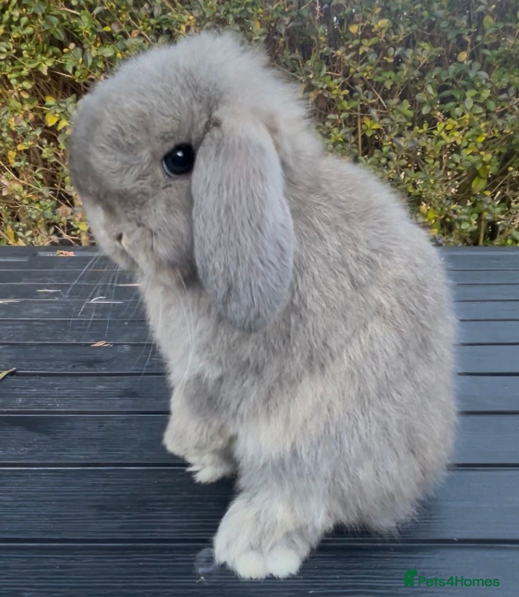 Mini Lop rabbits PEDIGREE MINI LOP BABIES READY TO LEAVE NOW  - Advert 12