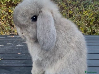 Mini Lop rabbits PEDIGREE MINI LOP BABIES READY TO LEAVE NOW - Advert 12