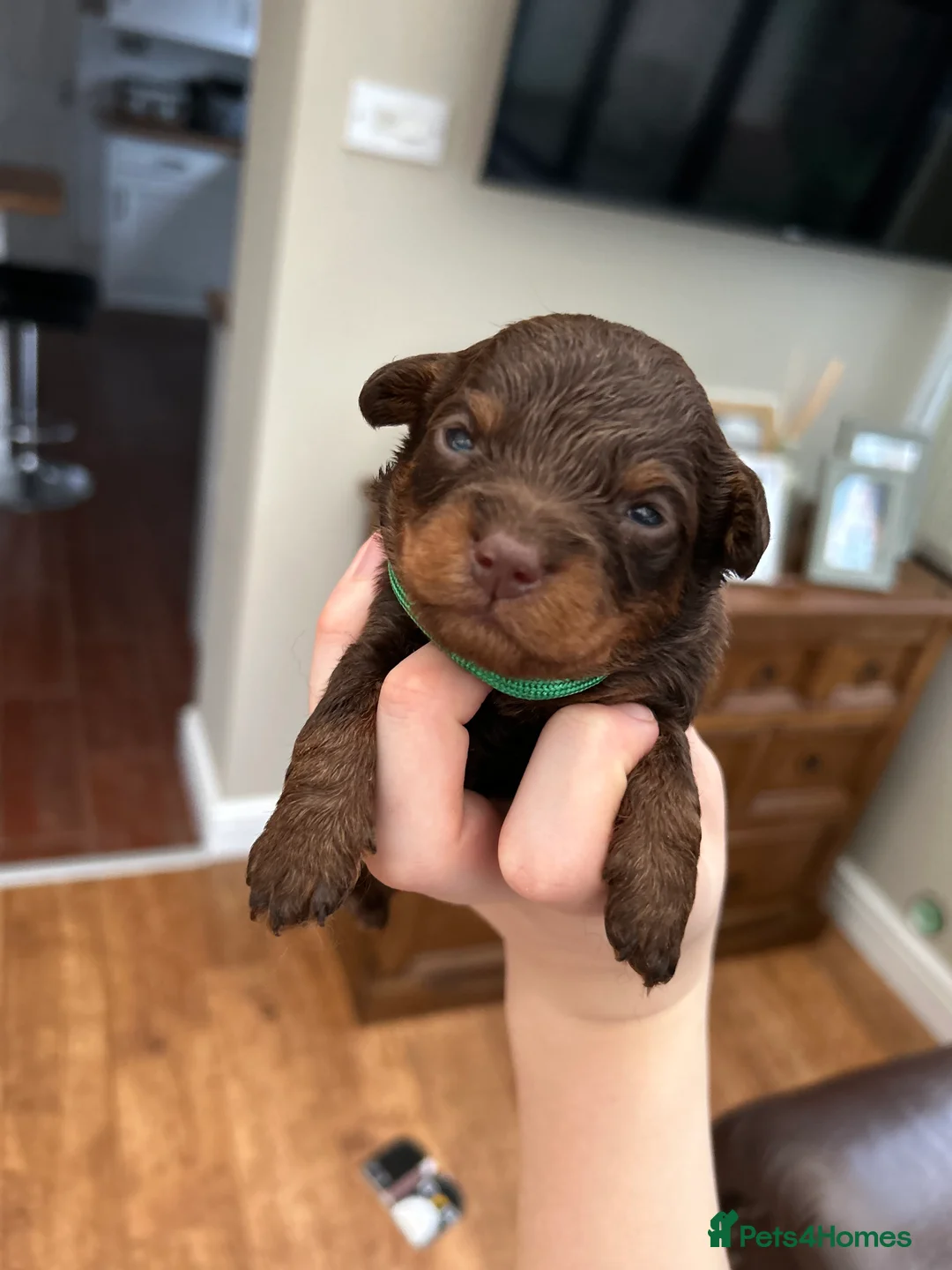 Maltipoo dogs for sale: Chocolate & tan Maltipoos (TOY!) - Advert 9