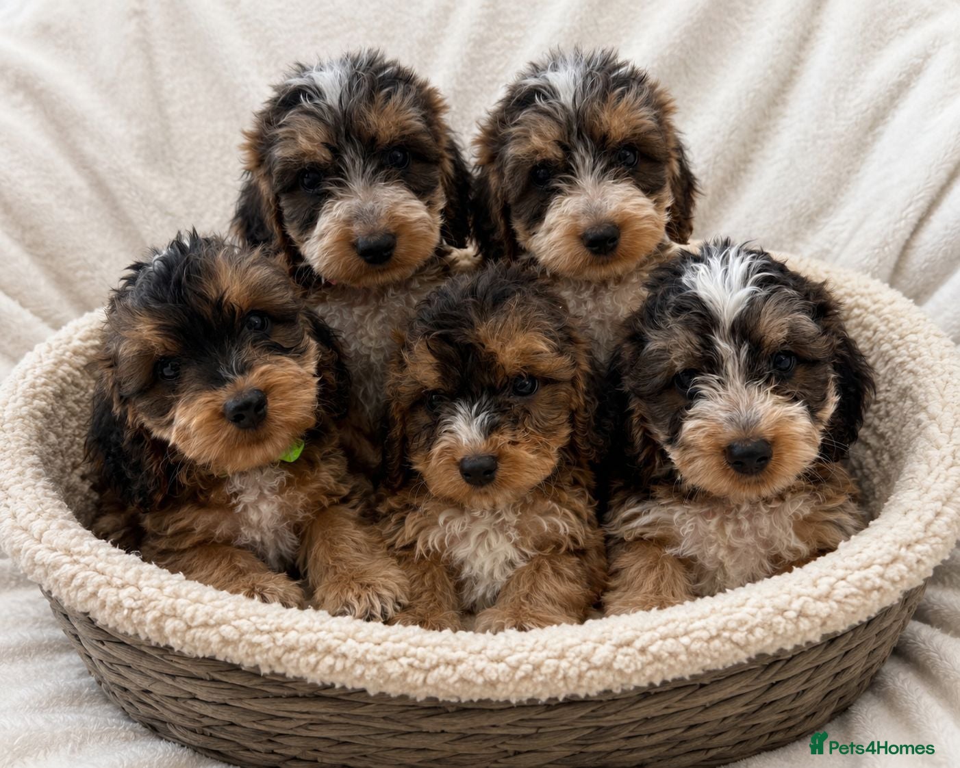 Cockapoo dogs Cockapoo Puppies PRA CLEAR - Advert 1