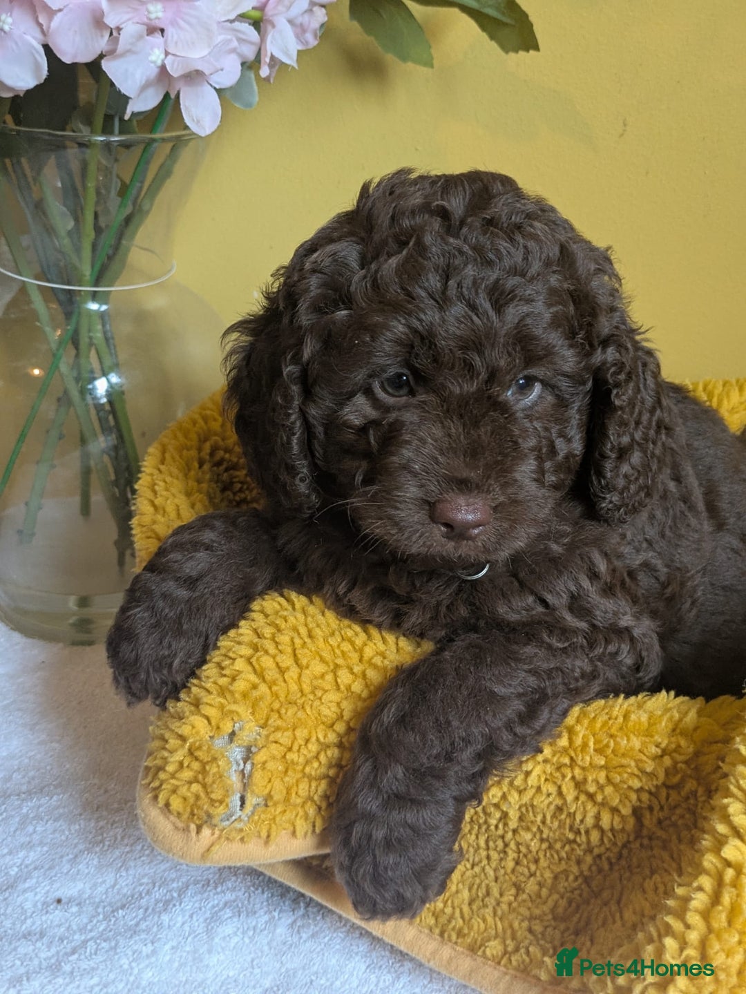 Cockapoo dogs for sale: Gorgeous Cockapoo puppies - Image 2