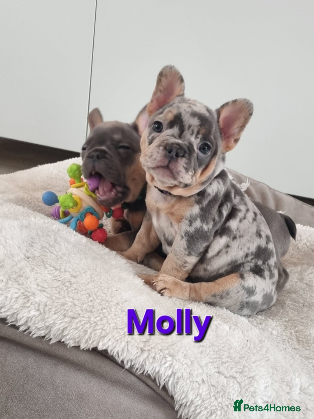French Bulldog dogs READY NOW French Bulldog puppies  - Advert 6