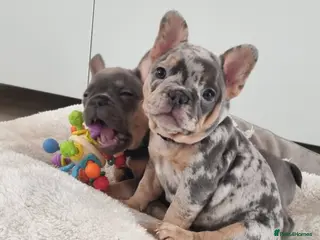 French Bulldog dogs READY NOW French Bulldog puppies - Advert 1