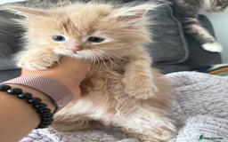 Maine Coon cats for sale: Pedigree fluffy Maine coon kittens (last3 boys) - Image 6