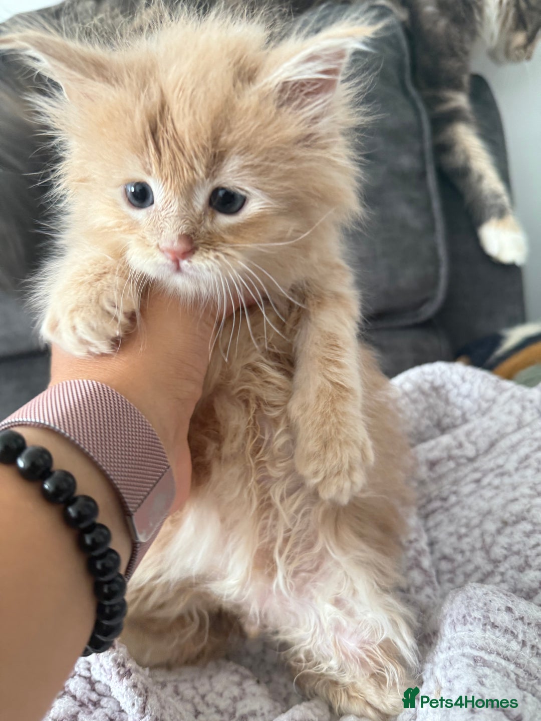 Maine Coon cats for sale: Pedigree fluffy Maine coon kittens (last3 boys) - Image 6