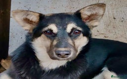 German Shepherd dogs for adoption: Luna – Left to Freeze, But Still Held On - Image 5