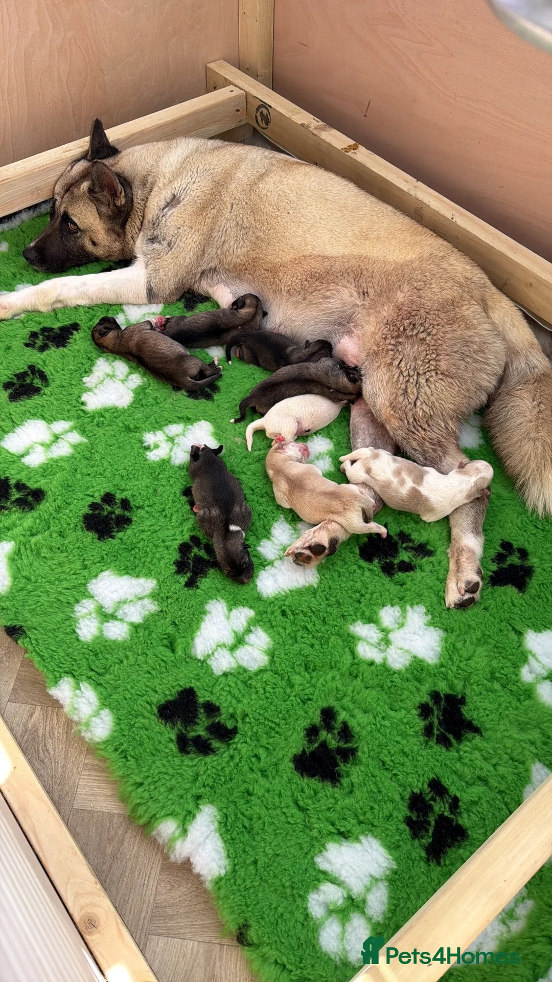 Akita dogs for sale: Akita pups  in Leek - Advert 1