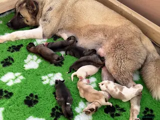 Akita dogs Akita pups - Advert 6
