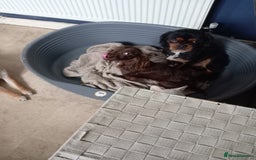 Mixed Breed dogs for sale: 2x chunky black cockalier puppies - Image 6