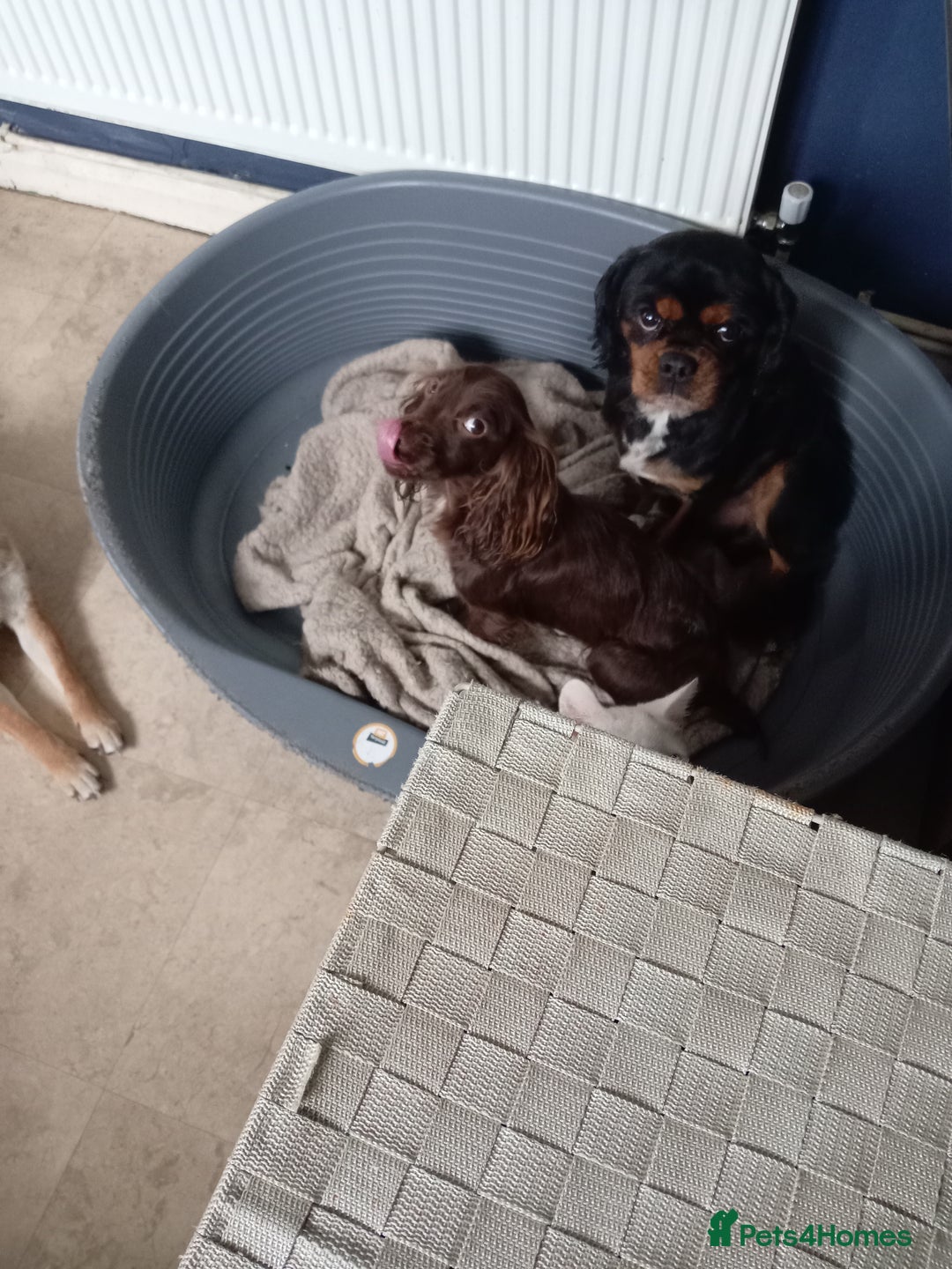 Mixed Breed dogs for sale: 2x chunky black cockalier puppies - Image 6
