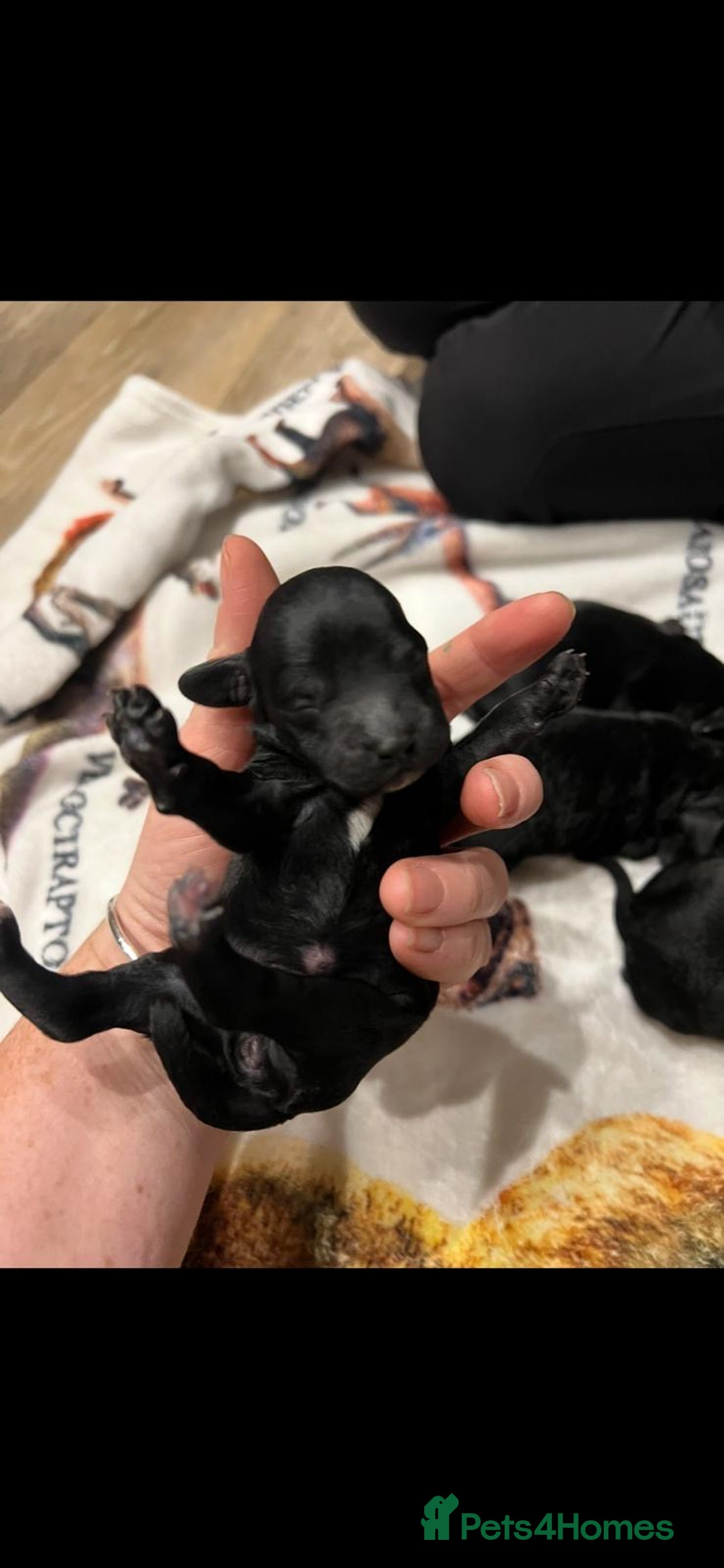 Cockapoo dogs for sale: Cockapoo puppies - Advert 11