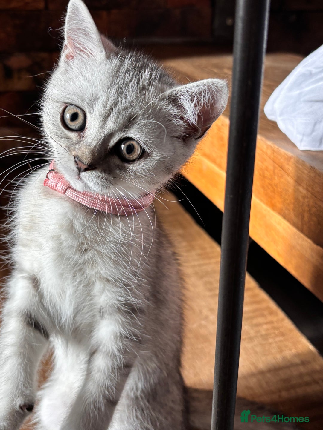 British Shorthair cats for sale: ✨LAST KITTEN LEFT✨OPEN TO OFFERS FOR RIGHT HOME✨ - Image 11