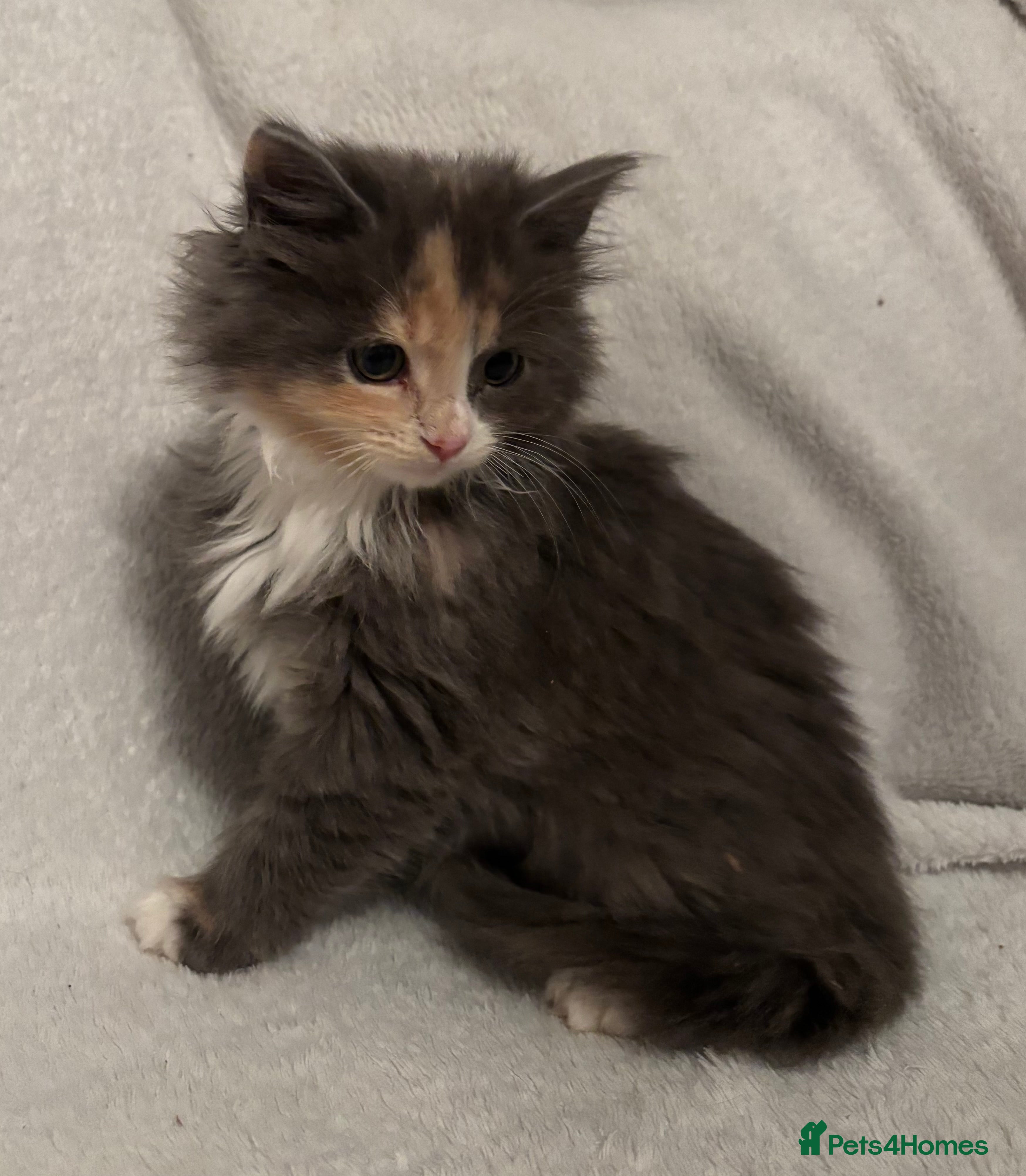 Mixed Breed cats Mainecoon cross kittens - Advert 1