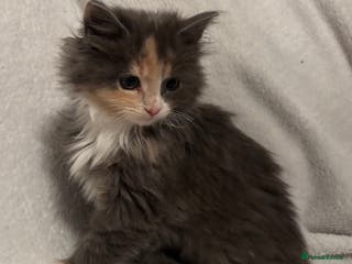Mixed Breed cats Mainecoon cross kittens - Advert 1